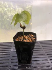 カカオ クリオロ種 実生苗 Theobroma cacao 'Criollo' カカオ クリオロ種 実生苗 Theobroma cacao 'Criollo' - メルカリ