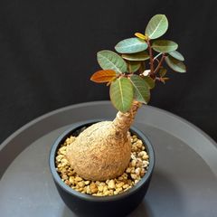 アガベ チタノタ スナグルトゥース　【鉢ごと発送】　良形 アガベ チタノタ スナグルトゥース 鉢ごと発送 匿名配送 - メルカリ