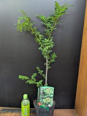 特大】 朝倉山椒 接ぎ木苗 6寸鉢 ⑤ - メルカリ