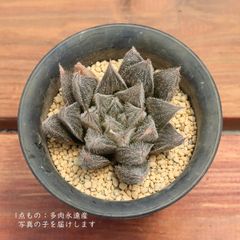 センペルビウム アラクノイデウム 錦 斑入り 超レア - メルカリ