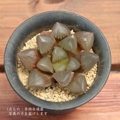 ハオルチア　金子氏本裏般若　多肉植物　観葉植物 み*ゆ様 ハオルチア 金子氏本裏般若 多肉植物 観葉植物 - メルカリ