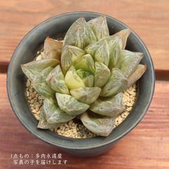 速達 センペルビウム アラクノイデウム 錦 斑入り 超レア - メルカリ