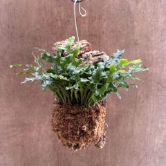 Microsorum sp 'Fireworks' ミクロソリウム 緑 常湿◯ - メルカリ