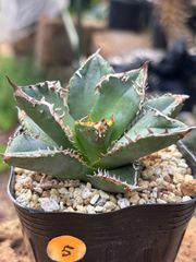 アガベハイブリッド 青蓮×特白肌甲蟹 実生第一世代 連棘個体!! 鉢植え