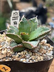 アガベハイブリッド 青蓮×特白肌甲蟹 実生第一世代 連棘個体!! 鉢植え