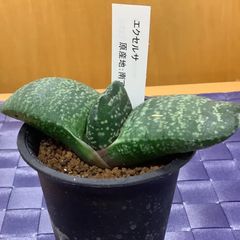 セール】ガステリア エクセルサ 約2.5号鉢 No.009 鉢、送料込 - メルカリ