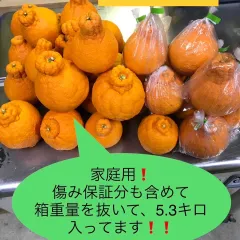 お待ちいただける方のみお願いします。クール便発送！産地直送！ハウス栽培！デコポン(不知火)、Ｌ〜2Lサイズ、5.3キロ！18玉〜25玉！ご家庭用！品質味に自信あり！のサムネイル