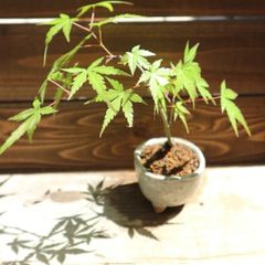 【欅(けやき)】 本店 盆栽妙 – 欅の盆栽を販売｜盆栽妙 金芽八房けやき 太幹◎ / 素材 盆栽 盆栽