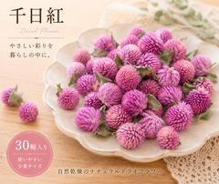 千日紅茎長め 淡いピンク系＆赤 100本 ドライフラワー - メルカリ