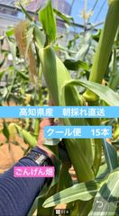 고치곤겐밭 옥수수 쿨편 15편