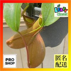 充実株】食虫植物 ネペンテス・アラータ(f) 