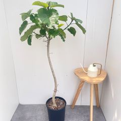 最安！フィカス ウンベラータ 気根 170cm 8号 花屋店舗管理商品