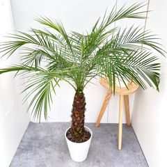 造花ドットコム プレミアム光触媒 フェニックスパーム 220cm ヤシの木