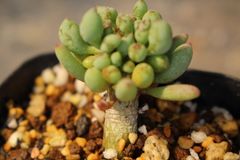 ちょっと伸びてますが、 ガムケンシス ユーフォルビア 多肉植物 実生