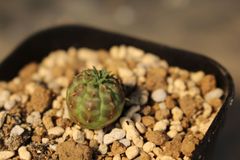 ガムケンシス ユーフォルビア 実生 - メルカリ