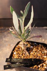 P.Willinckii 'OMG' spore - メルカリ