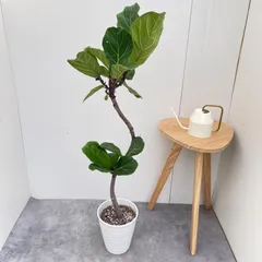 カシワバゴム　フィカス　リラータ　6【現品】観葉植物　室内　7号のサムネイル