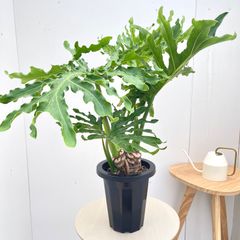 【直接引取希望】クッカバラ 根立 特殊形状 高さ90cm 直接引取希望】クッカバラ 根立 特殊形状 高さ90cm - メルカリ