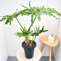 オリーブ ルッカ 10【現品】観葉植物 創樹 SOUJU 7号 - メルカリ