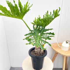 現品 フィロデンドロン セローム ホープ 36番 幹上がり 観葉植物