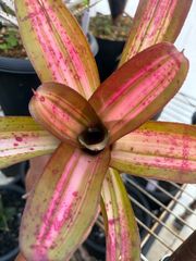 ネオレゲリア ビルベルギア ハローキティ Neoregelia - メルカリ