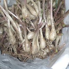 らっきょう【2年もの】約2kg 兵庫県産 鷹の爪付き【a】 - メルカリ