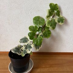 R☸️観葉植物【ヘデラ❤️ヘリックス ムーンライト】アイビー抜き苗 1
