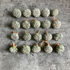 サボテン 小春日和 姫春星 斑入り 4号 - メルカリ