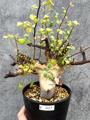 コミフォラ sp pv2597 commiphora pv 2597 - メルカリ