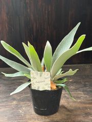 P.willinckii '月光爪哇' OC 子株③ - メルカリ