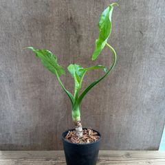 専用 Monstera Unniiae モンステラ デリシオーサ ウンニアエ - メルカリ