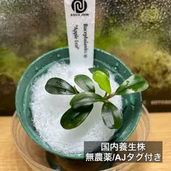 2026年最新】ブセファランドラ 群生の人気アイテム - メルカリ