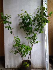 ジューンベリー　株立ち　【品番3689】 ジューンベリー 株立ち 【品番3689】 - メルカリ