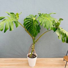 モンステラ デリシオーサ 幹上がり 21型（7号〜8号） 観葉植物 室内