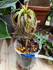 ② 激レア＊ドラセナ コンシンネ キュンティ＊観葉植物インテリア