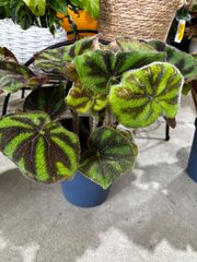 NEKOさま専用　Begonia dinhdui NEKOさま専用 Begonia dinhdui - メルカリ