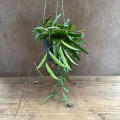 ホヤ チャイナビーンズ　②  現品　Hoya china bean サクララン 桜蘭 ロンギフォリア チャイナビーンズ 観葉植物 観葉 植物 レア つる性 つる性植物 ハンギング 吊るす 吊り下げ 花 おうち時間 グリーン アートプランツ