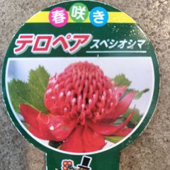 プロテア ピクシー オージープランツ ネイティブプランツ 挿し木 苗 ⑦