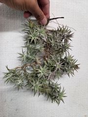 Tillandsia loliacea Compact Good Clone - メルカリ