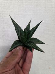 3813☘️2年間管理株☘️⭐️キラキラ輝き花弁⭐️黒⭐️小輪⭐️多弁⭐️艶ピコ⭐️広瀬園芸⭐️ 3813☘️2年間管理株☘️⭐️キラキラ輝き花弁⭐️黒⭐️小輪⭐️多弁