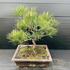 盆栽 松 捻転幹 染付六角鉢入り - メルカリ