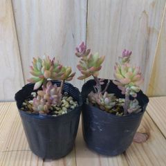 クラッスラ デルトイデア タンクアカルー 抜き苗 多肉植物 - メルカリ