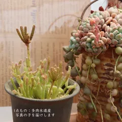 サボテン リプサリス 須磨柳 現品 TK10-56 多肉植物 写真の子 森林サボテン 着生サボテン 観葉植物 吊り下げ ハンギング インテリア おしゃれ ドライガーデンのサムネイル