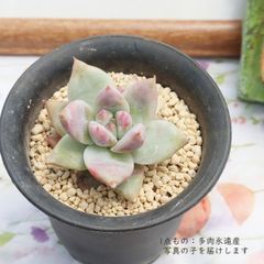 ウォングム農場◎ブラックサバス(双頭)◎多肉植物 カット苗 輸入苗