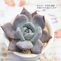 希少苗 コキリノさん 命名株 藤時鳥 メルカリ便 札付き・抜き苗 コキリノ