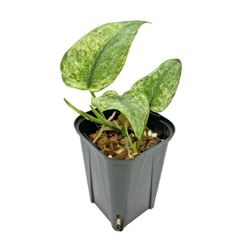 Aglaonema Khan Mak Variegated - メルカリ