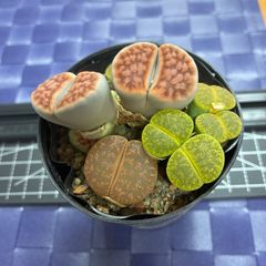 リトープス 抜き苗 根付き③ - メルカリ