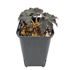 現品 アガベ アテナータ カラズストライプズ 5号 アテヌアータ Agave