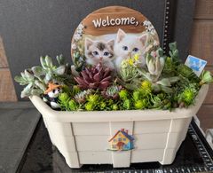 ❤️多肉植物❤️そのまま飾れる寄せ植え❤️ねこちゃんHouse
