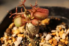 [1126] チレコドン　レティキュラータス　万物想　/ Tylecodon reticulatus　信州実生のサムネイル